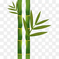 植物竹子矢量图