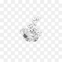 素描荷花荷叶