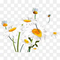 白色水彩菊花装饰图案