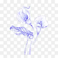 手绘百合花