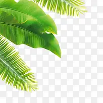 绿色手绘椰树树叶