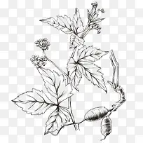 手绘药草线稿15