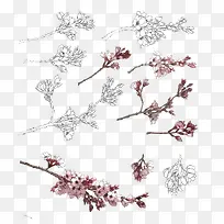 手绘线稿花卉