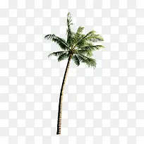 夏天免抠椰树热带免费旅游