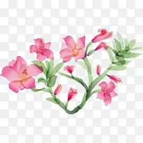 粉色美丽花藤植物