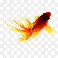 创意摄影在水里自由自在的金鱼
