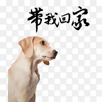 可怜的小狗