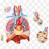 呼吸系统主要器官