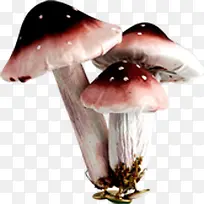春天黑红色蘑菇装饰