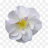 唯美花卉图片花束图片  白色梨花