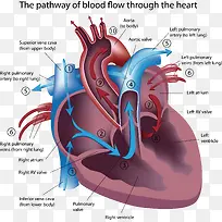 矢量图详细分析的心脏图