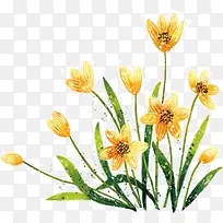 黄色手绘水仙花