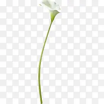 白色的水仙花摄影花卉植物