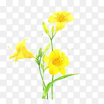 黄色水仙花彩绘免抠素材