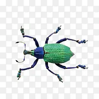 绿色的大甲虫