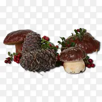 蘑菇与松果