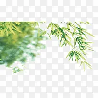 春天的柳树