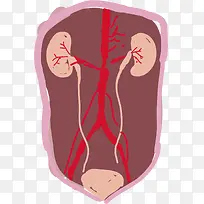 腹腔内部肾脏手绘图