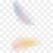 美丽的羽毛