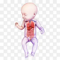 婴儿3D医学插画