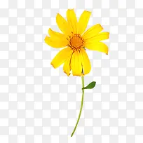 一朵黄花