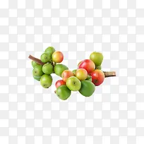 绿红色没成熟的咖啡果实物