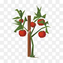 红色西红柿树