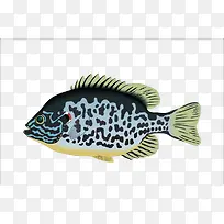 彩绘斑点鱼效果元素