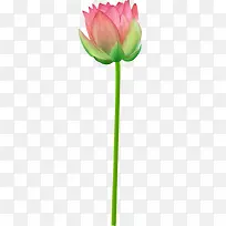 手绘荷花