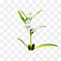芝麻苗上的芝麻花