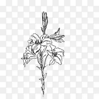 芝麻花线稿