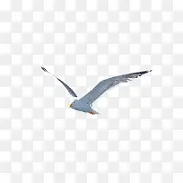 一只飞翔的海鸥摄影