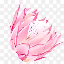 粉色莲花装饰素材图案