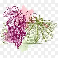 手绘葡萄酒庄园和葡萄矢量素材