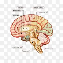 大脑内部结构
