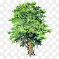 绿色树木素材透明树木