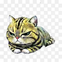 生气的猫咪