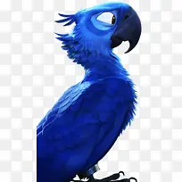 里约大冒险的男猪脚——蓝鸟