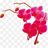 手绘粉色可爱蝴蝶花植物