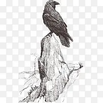 伫立在岩石上的乌鸦