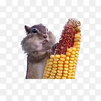 松鼠吃玉米