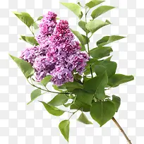 紫色花朵夜来香环境素材