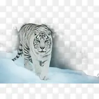 凶猛的白虎