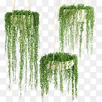 三盆鲜草绿色垂吊植物