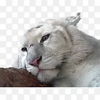 白虎
