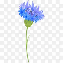 蓝色矢车菊