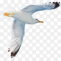 海鸥飞翔专业摄影
