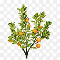 手绘橘树