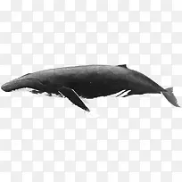 创意合成深海的鲸鱼