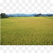 青黄交接的稻田